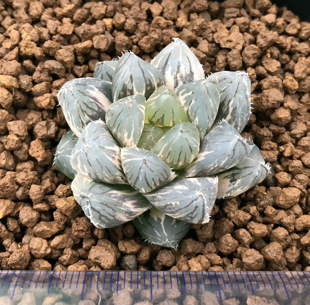 ブルビネ Bulbine torta (巻きの強い選抜個体)