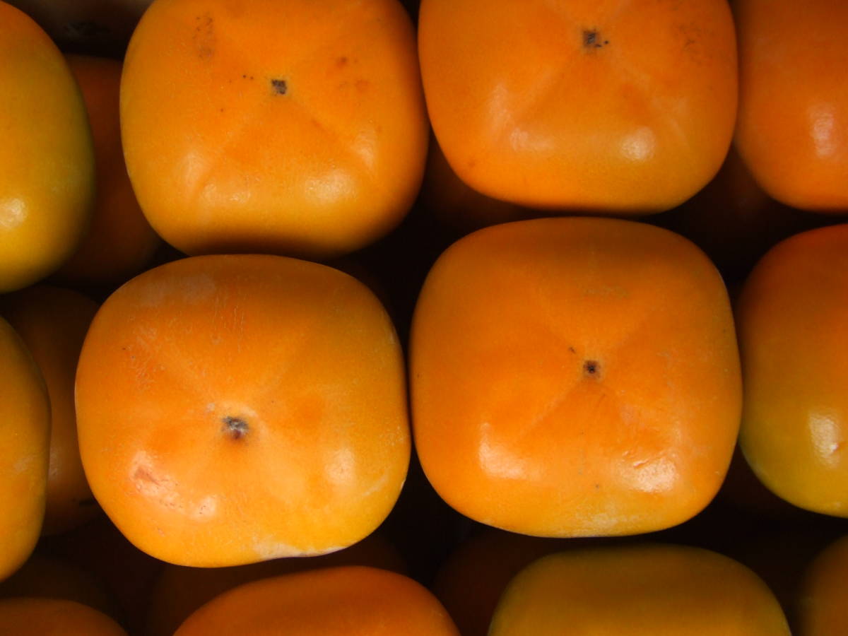 和歌山県橋本市 産直 たねなし柿 刀根早生 ご家庭用 10kg 柿 売買されたオークション情報 Yahooの商品情報をアーカイブ公開 オークファン Aucfan Com