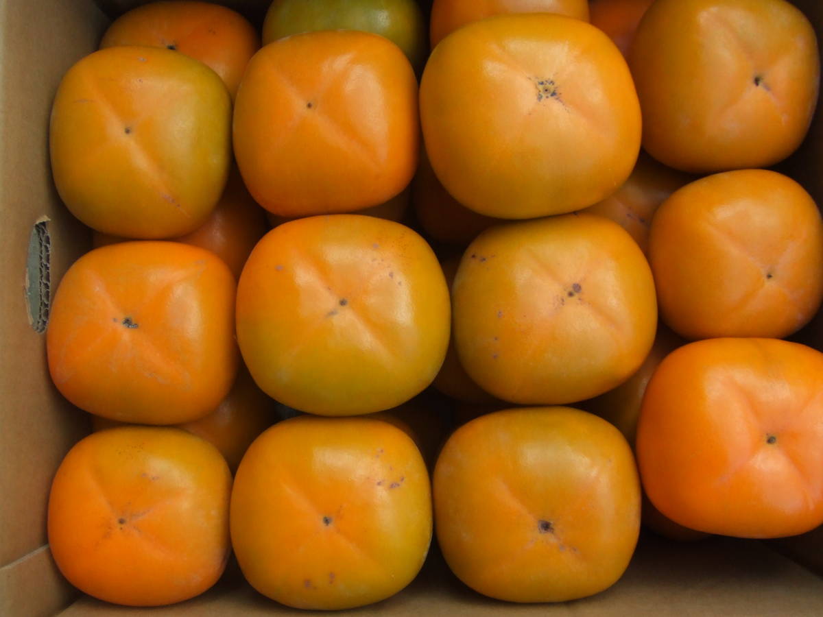 和歌山県橋本市 産直 たねなし柿 刀根早生 ご家庭用 10kg 柿 売買されたオークション情報 Yahooの商品情報をアーカイブ公開 オークファン Aucfan Com