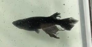 メダカ オロチ ペアのヤフオク の相場 価格を見る ヤフオク のメダカ オロチ ペアのオークション売買情報は109件が掲載されています