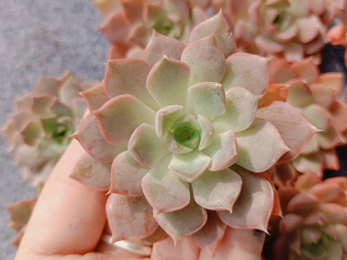 大人気多肉植物 エケベリア X144ティテュバンス錦72個