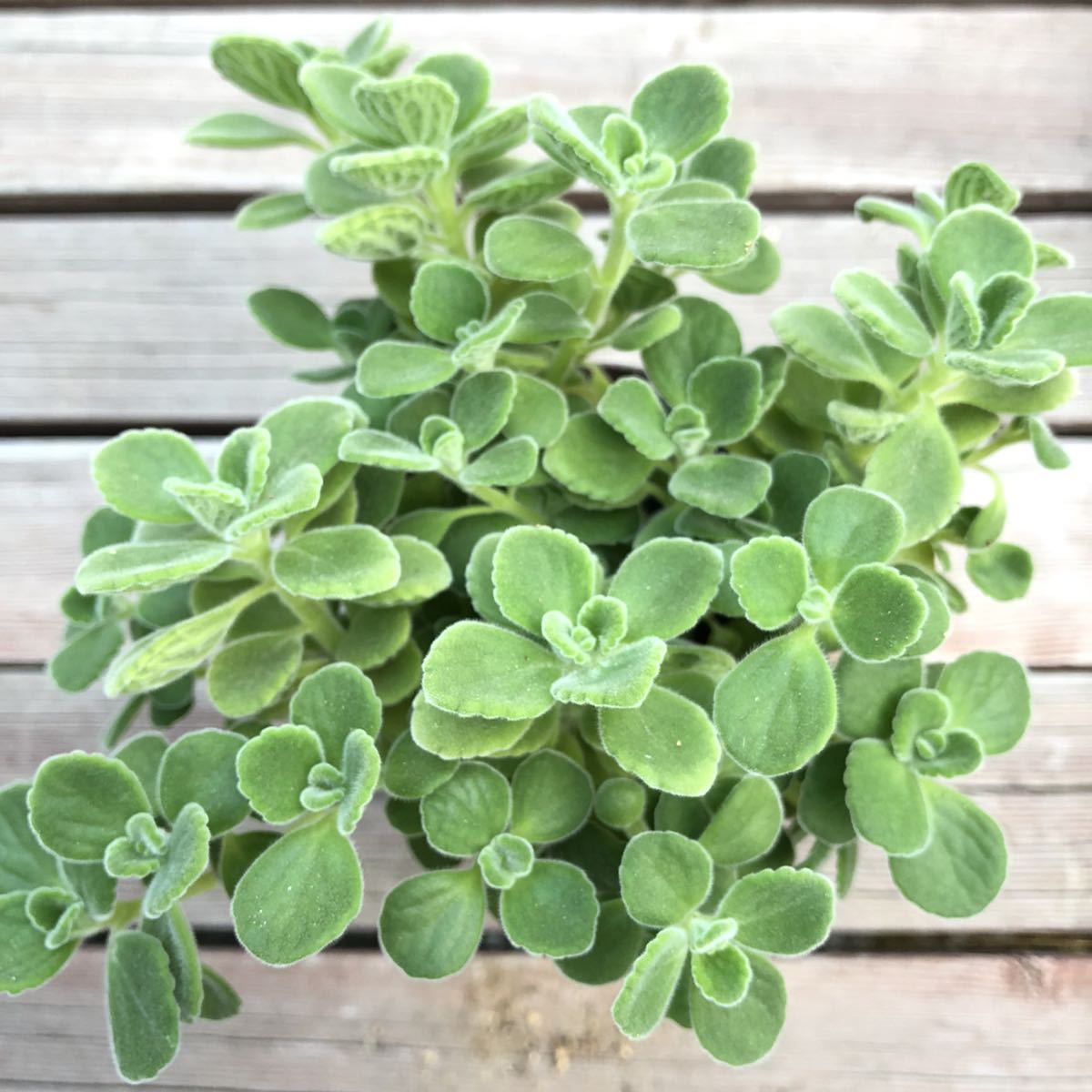 アロマティカス 画像全部 大きめ1株 抜き苗 根付き ハーブ 多肉植物 観葉植物 アロマ ゴキブリ撃隊 もりもり ミントの香リ グリーン サボテン 売買されたオークション情報 Yahooの商品情報をアーカイブ公開 オークファン Aucfan Com アロマティカス 画像全部 大きめ1株 抜き苗 根付き ハーブ 多肉植物 観葉植物 アロマ ゴキブリ撃隊 もりもり ミントの香リ グリーン サボテン 売買されたオークション情報 Yahooの商品情報をアーカイブ公開 オークファン Aucfan Com