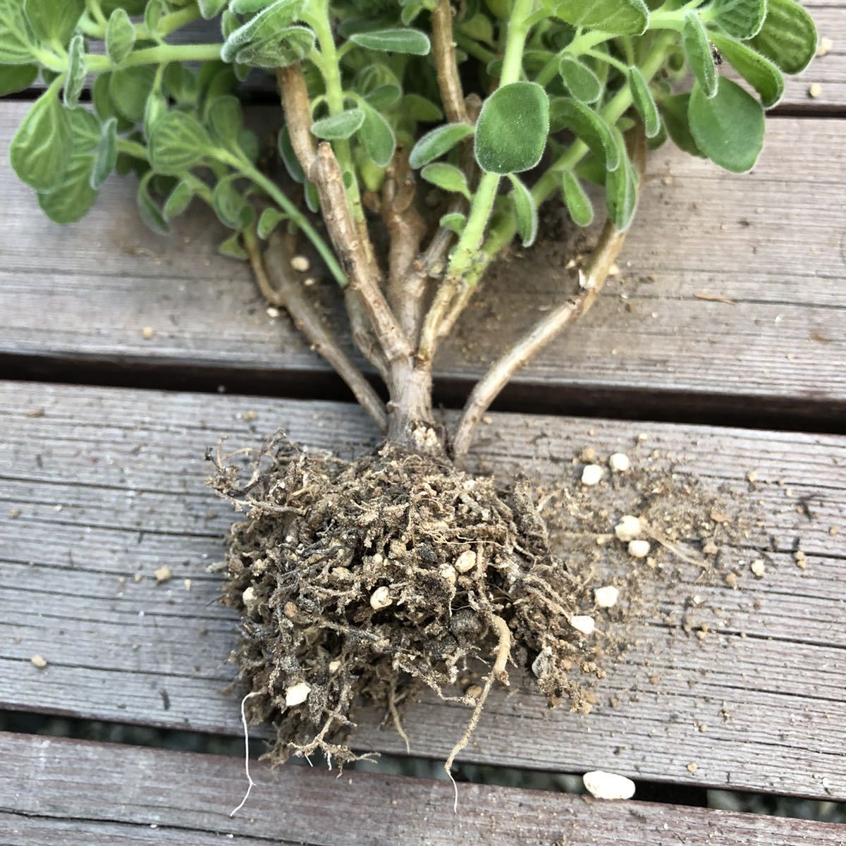 アロマティカス 画像全部 大きめ1株 抜き苗 根付き ハーブ 多肉植物 観葉植物 アロマ ゴキブリ撃隊 もりもり ミントの香リ グリーン サボテン 売買されたオークション情報 Yahooの商品情報をアーカイブ公開 オークファン Aucfan Com アロマティカス 画像全部 大きめ1株 抜き苗 根付き ハーブ 多肉植物 観葉植物 アロマ ゴキブリ撃隊 もりもり ミントの香リ グリーン サボテン 売買されたオークション情報 Yahooの商品情報をアーカイブ公開 オークファン Aucfan Com