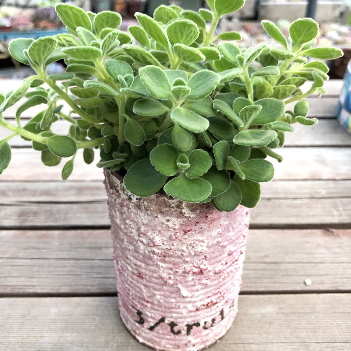 アロマティカス 画像全部 大きめ1株 抜き苗 根付き ハーブ 多肉植物 観葉植物 アロマ ゴキブリ撃隊 もりもり ミントの香リ グリーン サボテン 売買されたオークション情報 Yahooの商品情報をアーカイブ公開 オークファン Aucfan Com アロマティカス 画像全部 大きめ1株 抜き苗 根付き ハーブ 多肉植物 観葉植物 アロマ ゴキブリ撃隊 もりもり ミントの香リ グリーン サボテン 売買されたオークション情報 Yahooの商品情報をアーカイブ公開 オークファン Aucfan Com