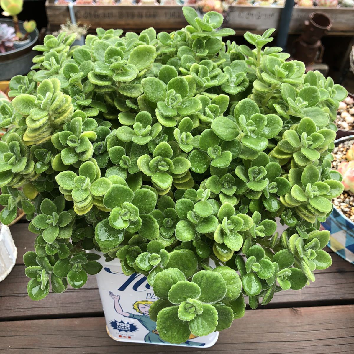 アロマティカス 画像全部 大きめ1株 抜き苗 根付き ハーブ 多肉植物 観葉植物 アロマ ゴキブリ撃隊 もりもり ミントの香リ グリーン サボテン 売買されたオークション情報 Yahooの商品情報をアーカイブ公開 オークファン Aucfan Com アロマティカス 画像全部 大きめ1株 抜き苗 根付き ハーブ 多肉植物 観葉植物 アロマ ゴキブリ撃隊 もりもり ミントの香リ グリーン サボテン 売買されたオークション情報 Yahooの商品情報をアーカイブ公開 オークファン Aucfan Com