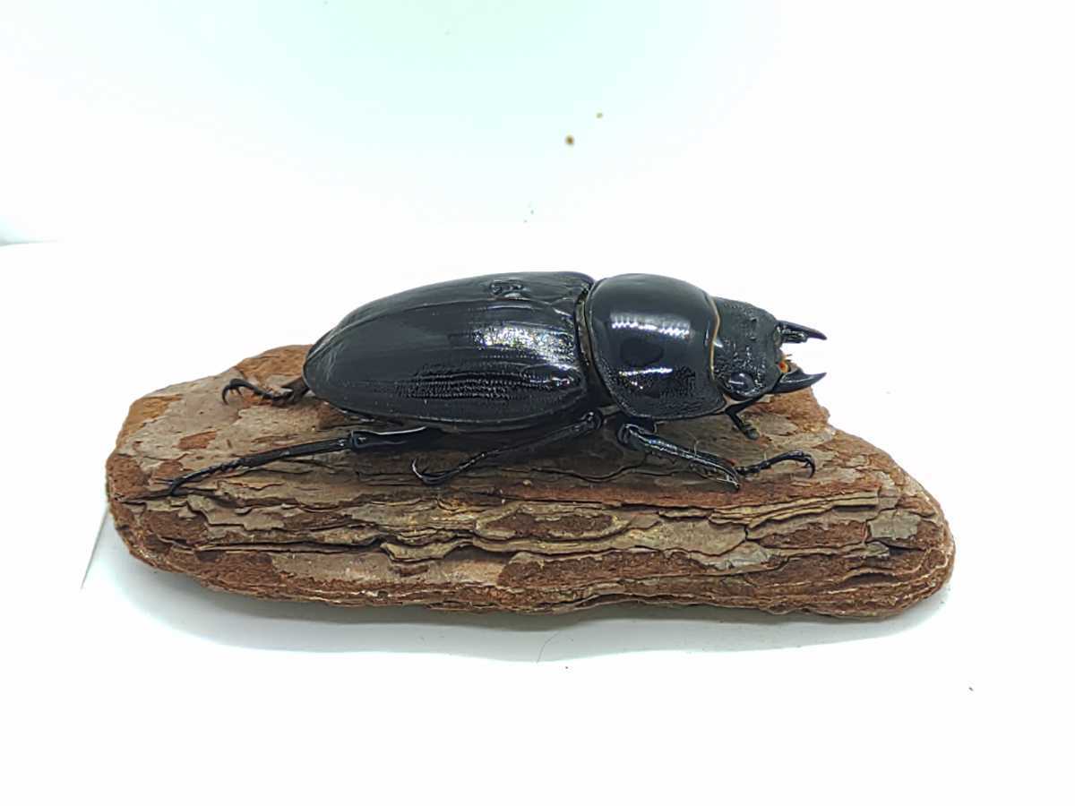 86ミリ 能勢SR血統 オオクワガタ成虫オス 7476 オオクワガタ 国産