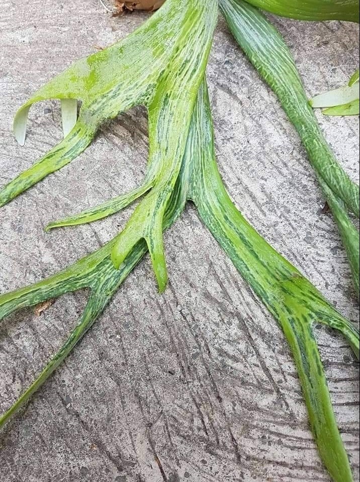 P.willinickii 'Hualian' 在庫僅か @bikamori.com ビカクシダ