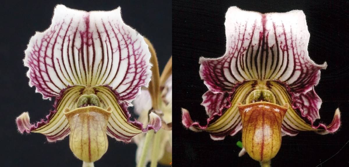 初蕾付株 Paph fairrieanum('Liza'SM/JOGA×'Forever'SM/JOGA) ④ 原種 洋蘭 パフィオ