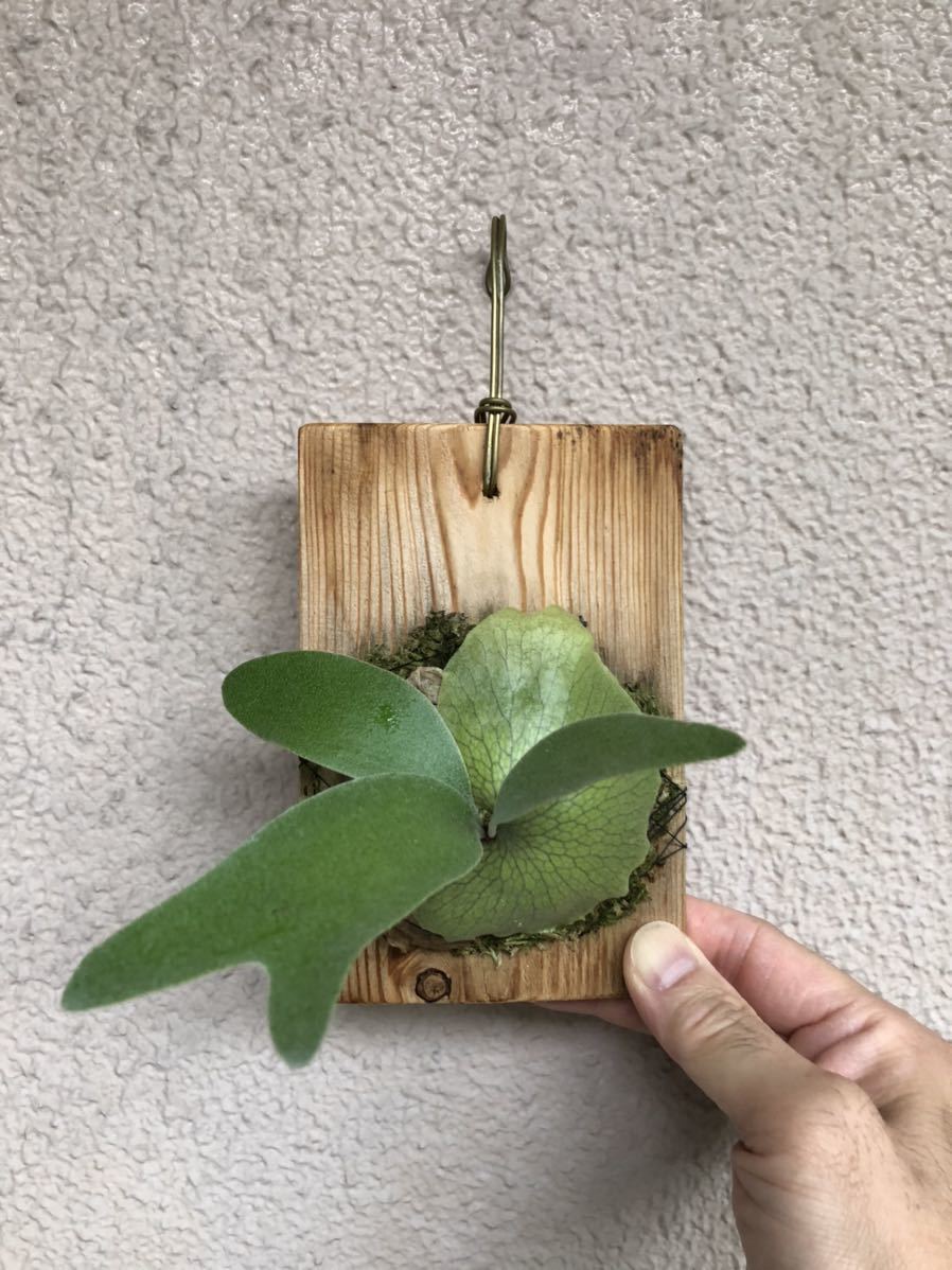 ビカクシダ little finger #A リトルフィンガー#A ビカクシダ finger