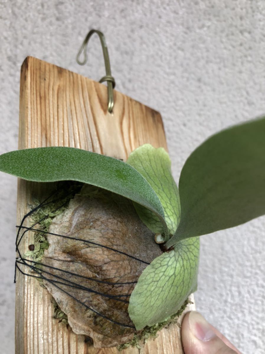 ビカクシダ little finger #A リトルフィンガー#A ビカクシダ finger