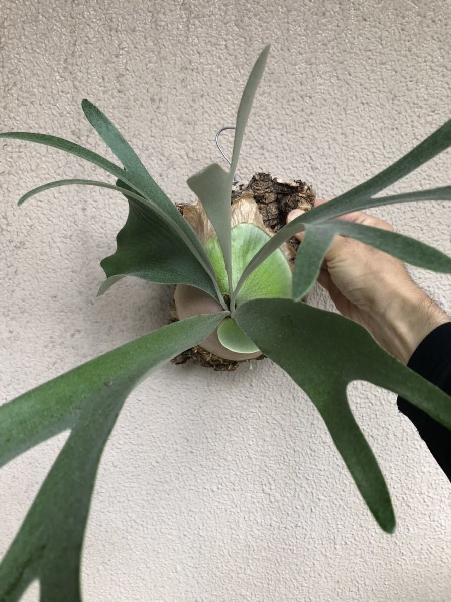 ビカクシダ little finger #A リトルフィンガー#A ビカクシダ finger