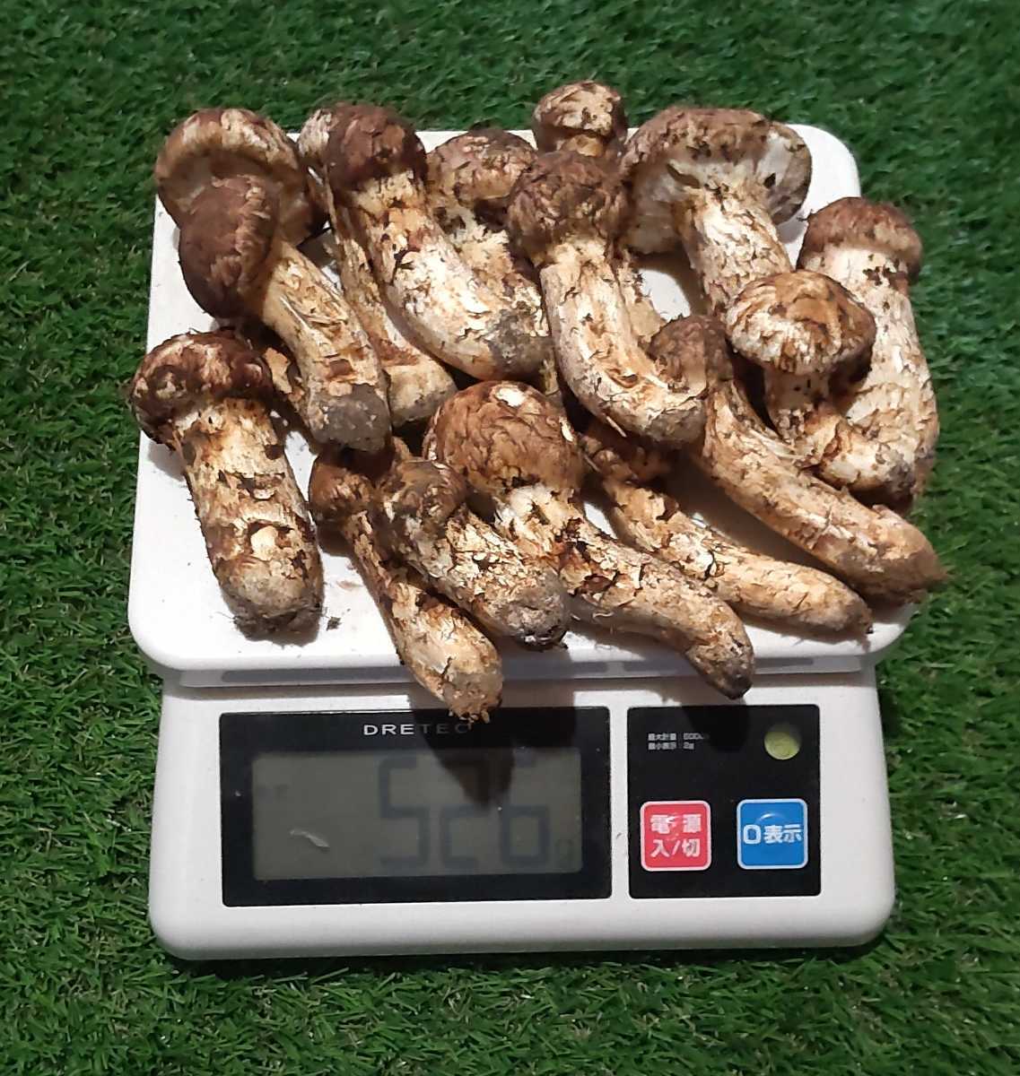 松茸 国産松茸 0 国産 9⁄15採り | 300g 公式通販 7本 A品 9⁄16夕採れ 