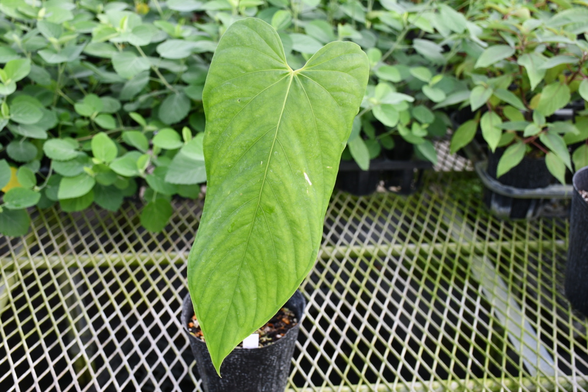 210985☆AO☆珍種　大型 アンスリウム・ドリコスタキウム　Anthurium dolichostachyum 100サイズ アンスリウム | Anthurium 園芸ネット本店｜アンスリウム：彩sai スイートドリーム オザキフラワー