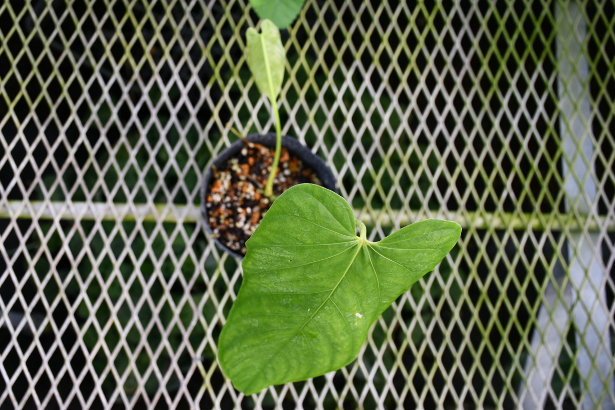 210985☆AO☆珍種　大型 アンスリウム・ドリコスタキウム　Anthurium dolichostachyum 100サイズ アンスリウム | Anthurium 園芸ネット本店｜アンスリウム：彩sai スイートドリーム オザキフラワー