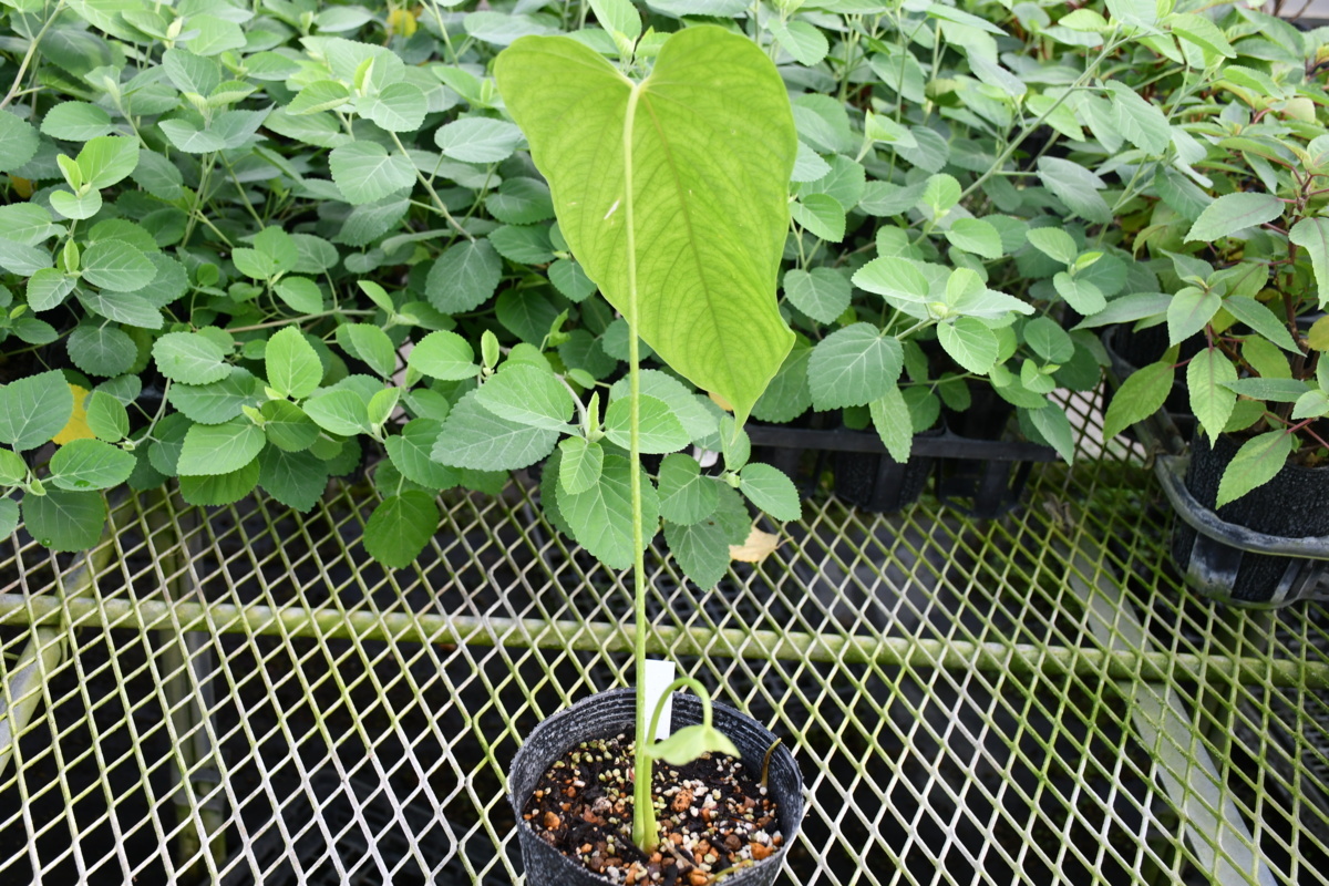 210985☆AO☆珍種　大型 アンスリウム・ドリコスタキウム　Anthurium dolichostachyum 100サイズ アンスリウム | Anthurium 園芸ネット本店｜アンスリウム：彩sai スイートドリーム オザキフラワー