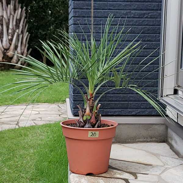 ココスヤシ 形状良 幹太 シルバーリーフ ヤシの木 ヤシ 庭木 植木 庭