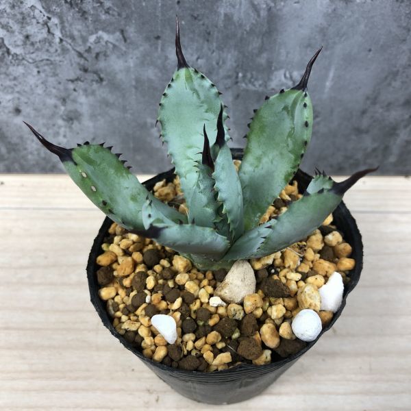 チタノタ アガベ Agave 八荒雷神 | 特選 曲棘八雷 ⁄ 現品お届けアガベ