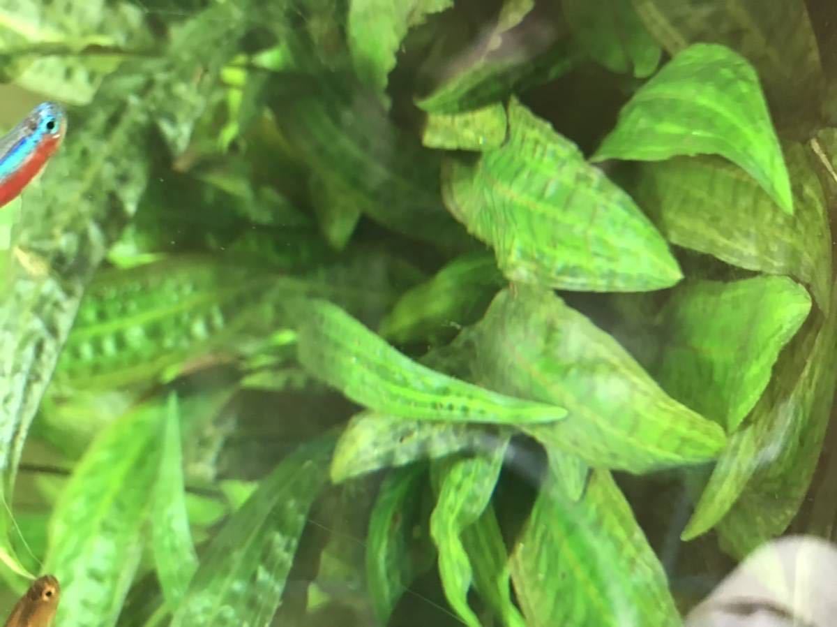 良品まとめ売り クリプトコリネ 100株 純正通販 Aego Co Rs