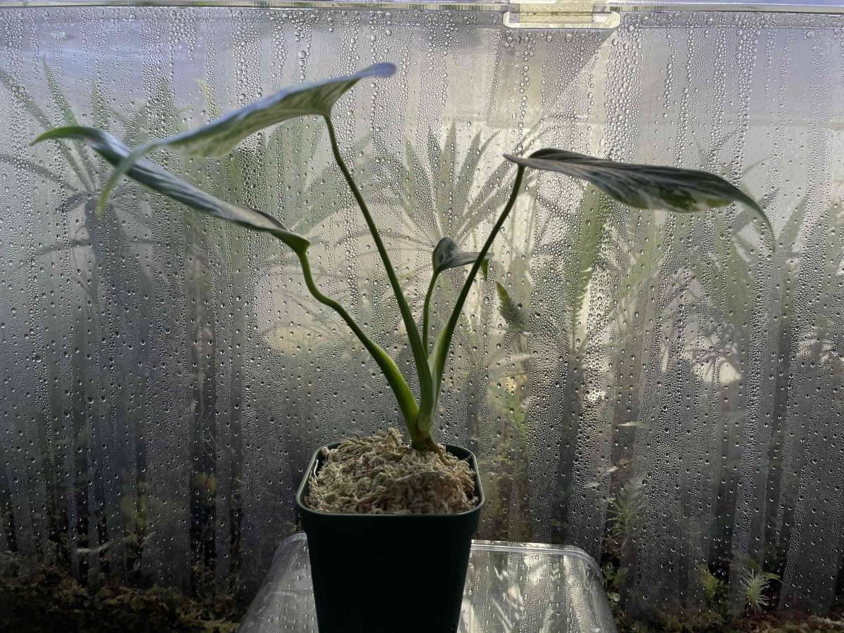 モンステラ Monstera ボルシギアナ deliciosa アルボ VARIEGATA