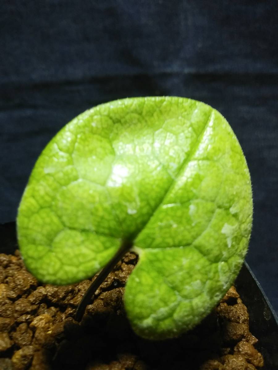 斑入り タマノカンアオイ 銘 玉葵 山野草 斑入り 山野草 タマノカンアオイ - カンアオイ 寒葵 多摩の光 メルカリ