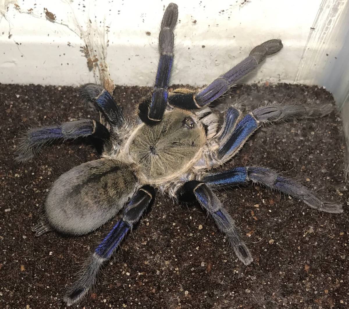 コバルトブルー♀ Cyriopagopus lividus 送料無料 タランチュラ