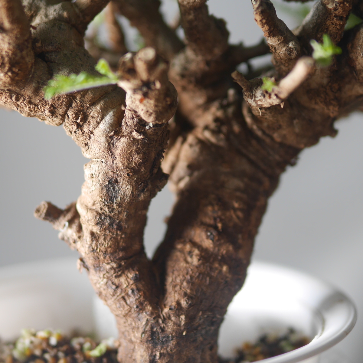 発根済み】ボスウェリア ネグレクタ① 新着Boswellia_neglecta