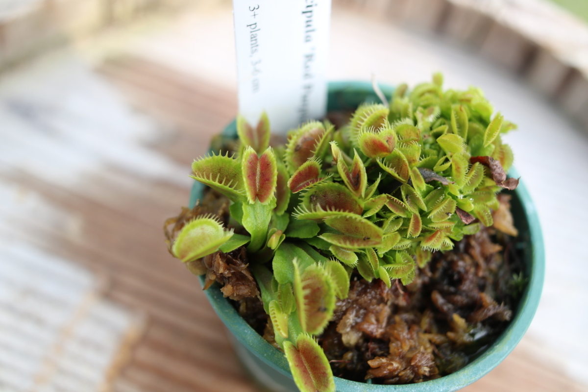 Dionaea 'Red muscipula Red Potted m. BCP flytrap Venus Carnivorous