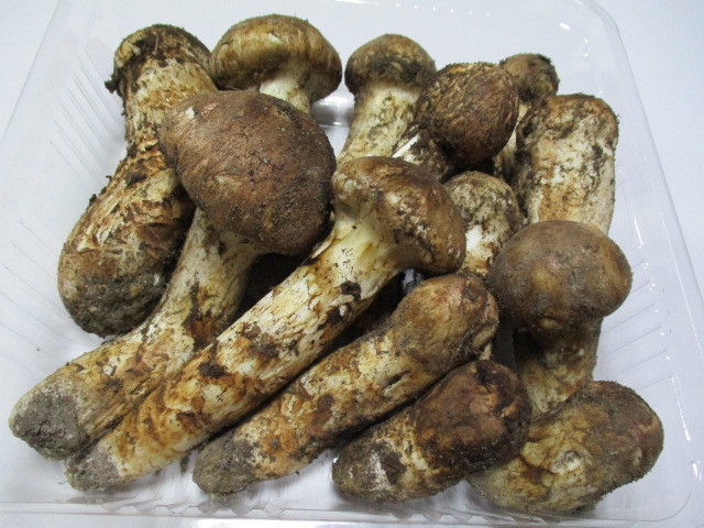国産 長野県 松茸 441g 信州 マツタケ