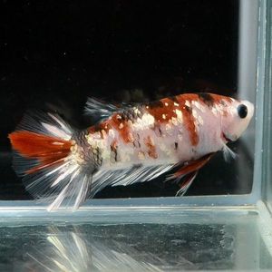 ベタ 熱帯魚のヤフオク の相場 価格を見る ヤフオク のベタ 熱帯魚のオークション売買情報は413件が掲載されています