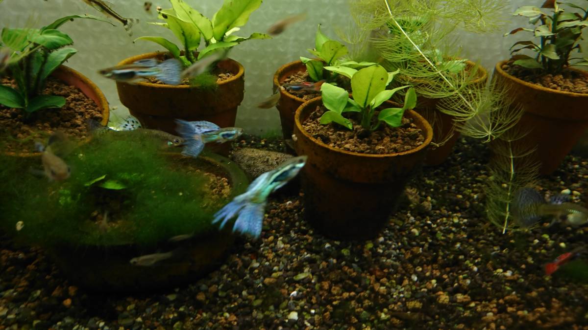 自家繁殖国産ブルーグラスグッピー稚魚10匹 A グッピー 売買されたオークション情報 Yahooの商品情報をアーカイブ公開 オークファン Aucfan Com