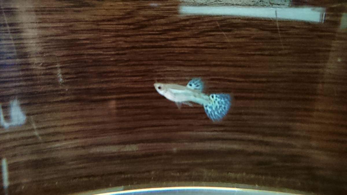 自家繁殖国産ブルーグラスグッピー稚魚10匹 A グッピー 売買されたオークション情報 Yahooの商品情報をアーカイブ公開 オークファン Aucfan Com