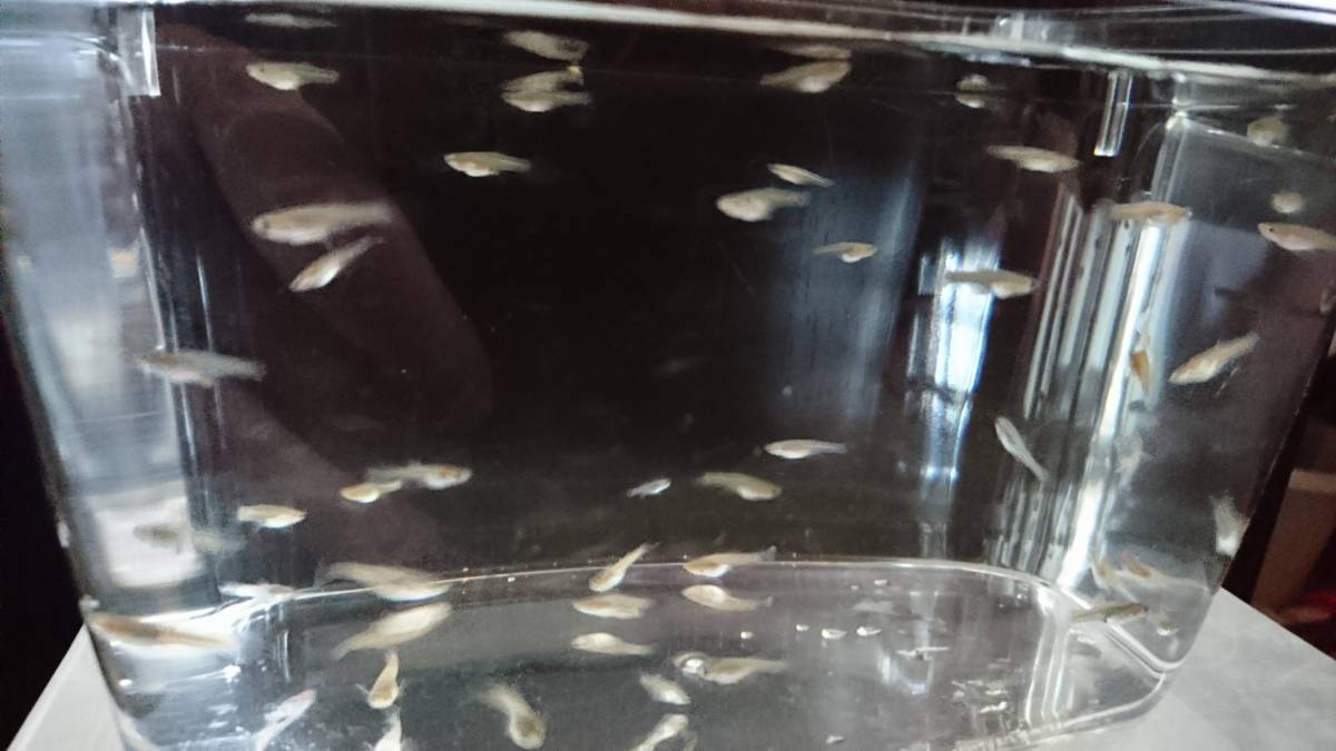 自家繁殖国産ブルーグラスグッピー稚魚10匹 A グッピー 売買されたオークション情報 Yahooの商品情報をアーカイブ公開 オークファン Aucfan Com