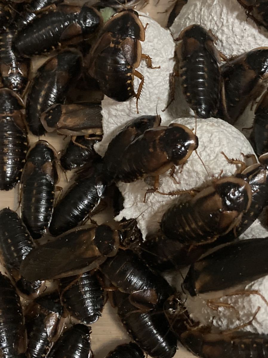 新鮮自家繁殖】冷凍マウス 26~30g 40匹【アダルト】