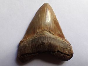 メガロドン 化石のヤフオク の相場 価格を見る ヤフオク のメガロドン 化石のオークション売買情報は14件が掲載されています