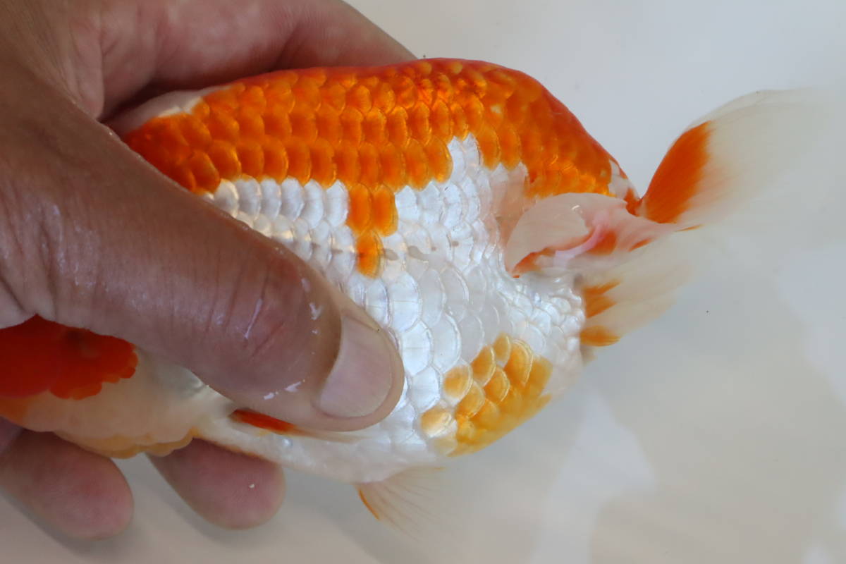 丸長 極上種魚 静岡県 有名ブリーダー作出魚 二歳魚 15 メス らんちゅう 売買されたオークション情報 Yahooの商品情報をアーカイブ公開 オークファン Aucfan Com 丸長 極上種魚 静岡県 有名ブリーダー作出魚 二歳魚 15 メス らんちゅう 売買されたオークション情報 Yahooの商品情報をアーカイブ公開 オークファン Aucfan Com