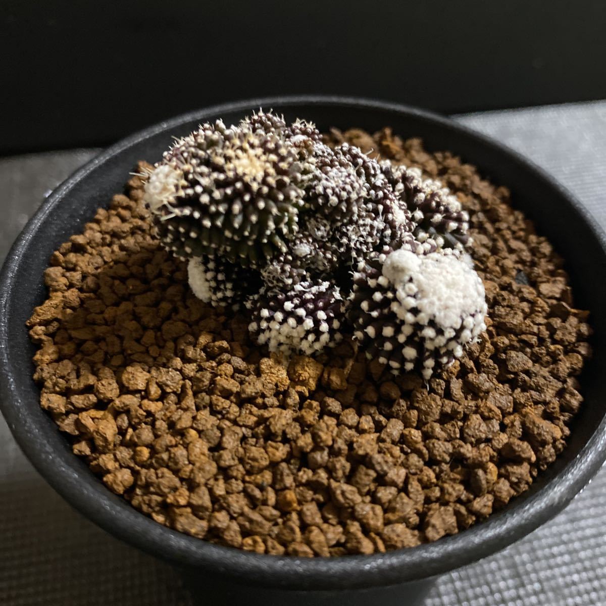 コピアポア テヌイシマ 自根 サボテン 多肉植物 【公式通販】