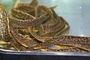ヤマウツボのヤフオク の相場 価格を見る ヤフオク のヤマウツボのオークション売買情報は4件が掲載されています