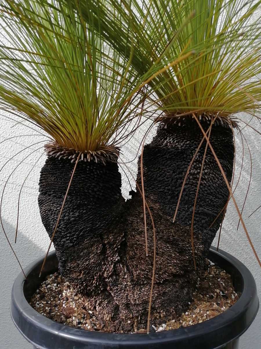 ブラックボーイ クサントロエアジョンソニー ソテツ コーデックス サボテン 多肉植物 アガベ 塊根植物 パキポディウム パキプス 観葉植物 売買されたオークション情報 Yahooの商品情報をアーカイブ公開 オークファン Aucfan Com