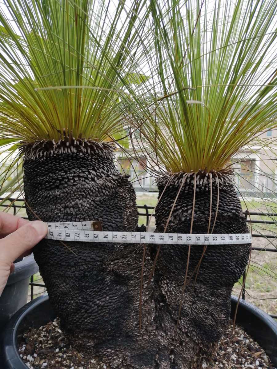 ブラックボーイ クサントロエアジョンソニー ソテツ コーデックス サボテン 多肉植物 アガベ 塊根植物 パキポディウム パキプス 観葉植物 売買されたオークション情報 Yahooの商品情報をアーカイブ公開 オークファン Aucfan Com