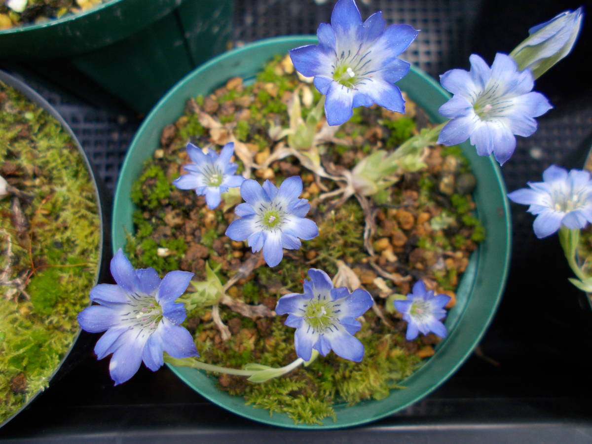 ハルリンドウ種子３０粒 種 売買されたオークション情報 Yahooの商品情報をアーカイブ公開 オークファン Aucfan Com