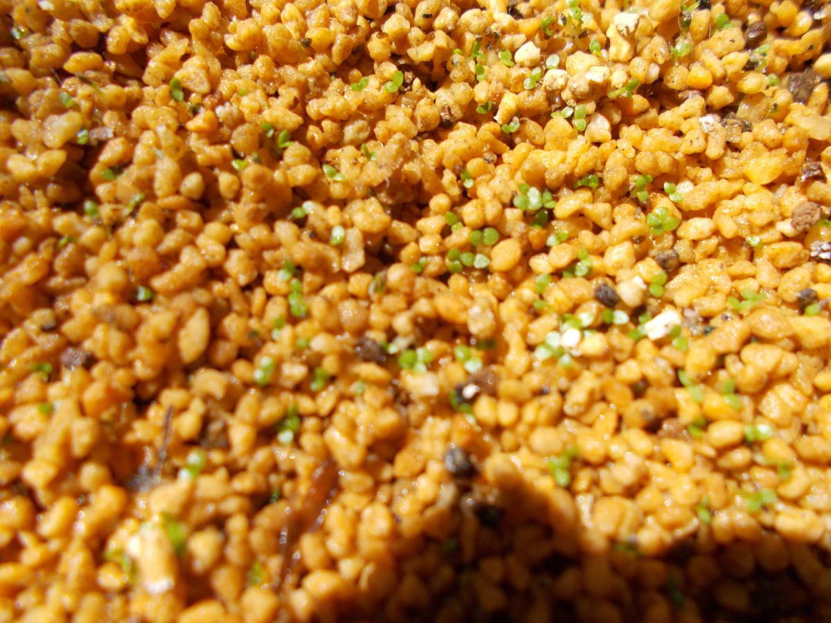 ハルリンドウ種子３０粒 種 売買されたオークション情報 Yahooの商品情報をアーカイブ公開 オークファン Aucfan Com