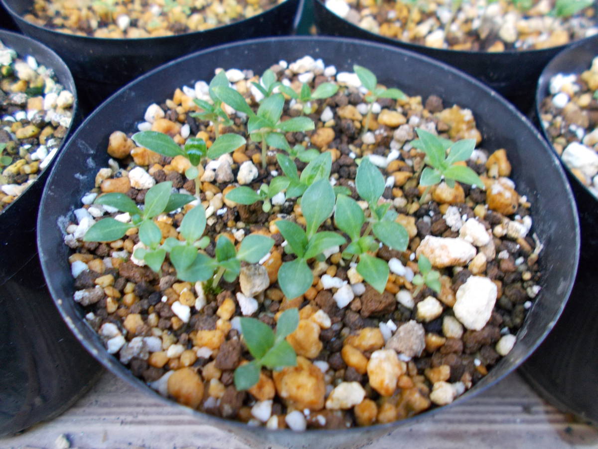 ハルリンドウ種子３０粒 種 売買されたオークション情報 Yahooの商品情報をアーカイブ公開 オークファン Aucfan Com