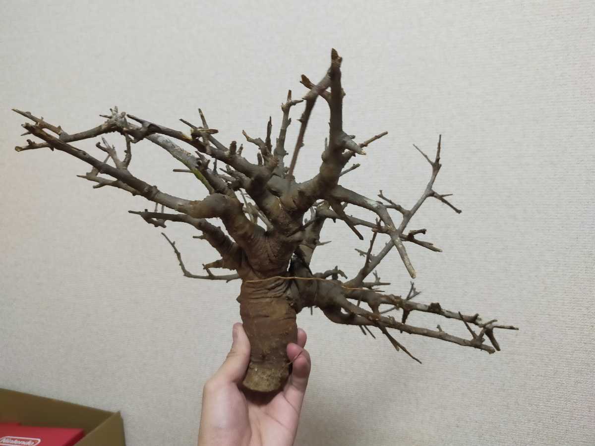 HOT，限定SALE 【趣味のさつき】 人気品種の極太新木 「旭の光」 樹高