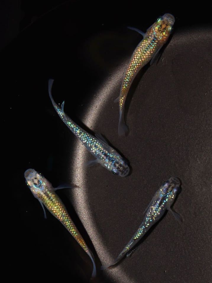 メダカファーム泉遠州】ユリシス 若魚 10匹 まー17 の落札 (魚類 メダカファーム泉遠州】ユリシス 若魚 10匹 まー17 の落札 (魚類