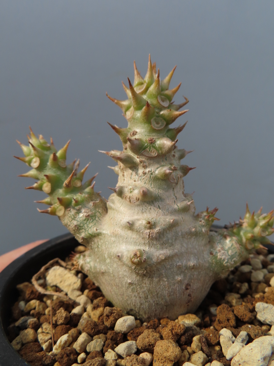 絶好調パキポディウム・ウィンゾリー 国内実生3 観葉植物 【実生株】パキポディウム ウィンゾリー 3号鉢②