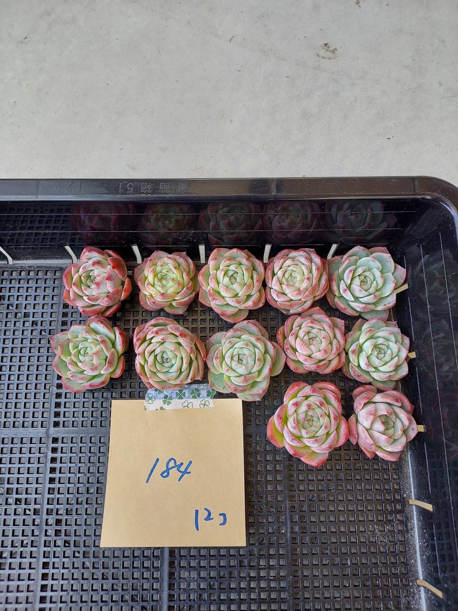 韓国多肉植物 韓国苗 エケベリア Echeveria 112-184アローンスター12個
