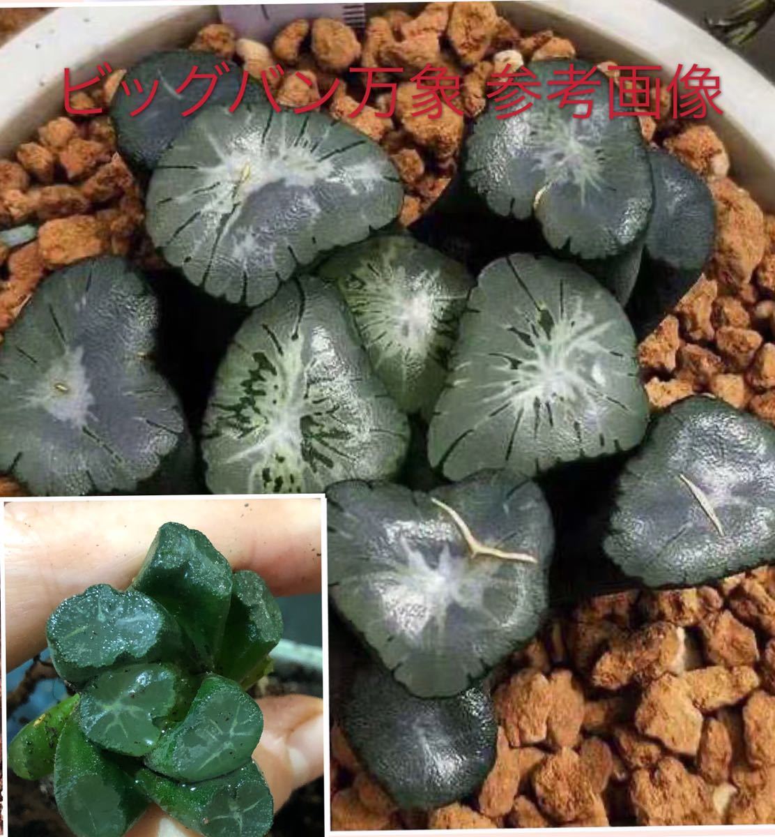 多肉植物 ハオルチア ビッグバン万象 発根管理中 その他 売買されたオークション情報 Yahooの商品情報をアーカイブ公開 オークファン Aucfan Com 多肉植物 ハオルチア ビッグバン万象 発根管理中 その他 売買されたオークション情報 Yahooの商品情報をアーカイブ公開 オークファン Aucfan Com