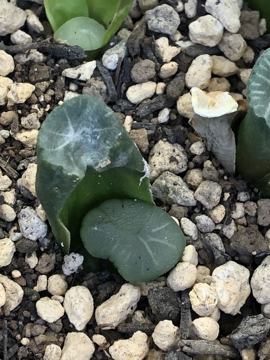 多肉植物 ハオルチア ビッグバン万象 発根管理中 その他 売買されたオークション情報 Yahooの商品情報をアーカイブ公開 オークファン Aucfan Com 多肉植物 ハオルチア ビッグバン万象 発根管理中 その他 売買されたオークション情報 Yahooの商品情報をアーカイブ公開 オークファン Aucfan Com