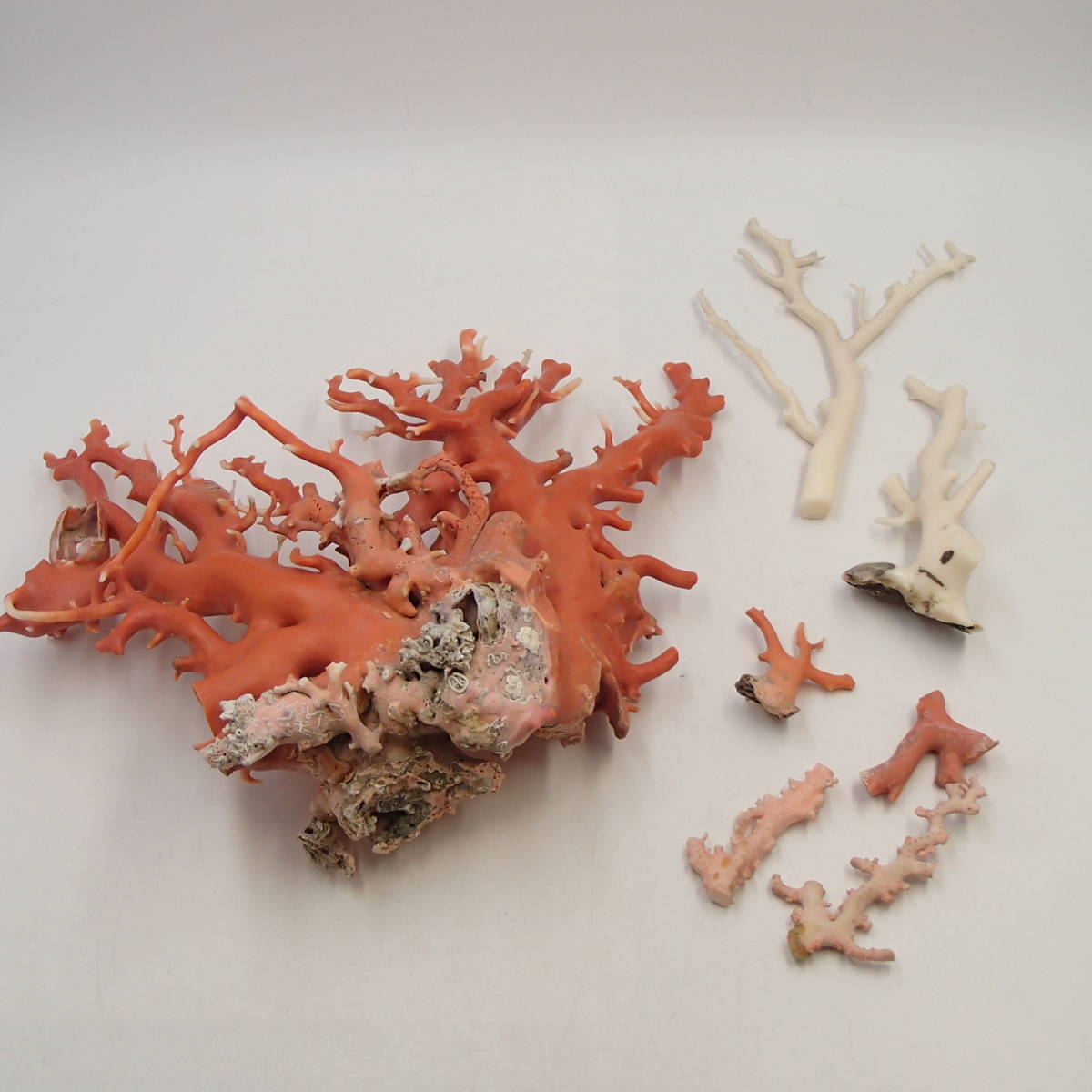 珊瑚　原木　置物　桃色珊瑚　白珊瑚 白珊瑚原木 天然白珊瑚原木 28 京都買取品 天然本珊瑚桃色 岩付枝珊瑚