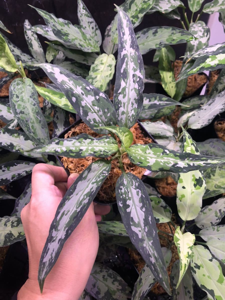 激安大特価，2025 aglaonema pictum &ldquo;beta&rdquo; アグラオネマ ピクタム(観葉植物)｜売買されたオークション情報、yahooの商品情報をアーカイブ公開 - オークファン その他